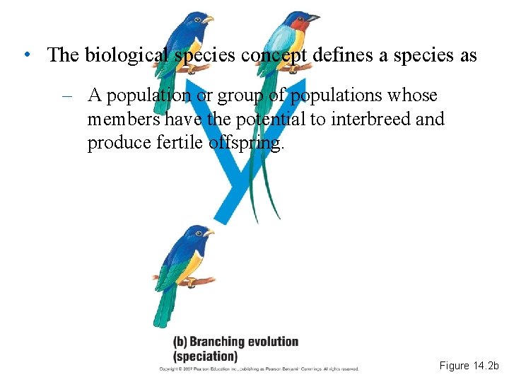  • The biological species concept defines a species as – A population or