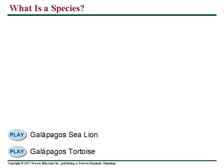 What Is a Species? Galápagos Sea Lion Galápagos Tortoise Copyright © 2007 Pearson Education