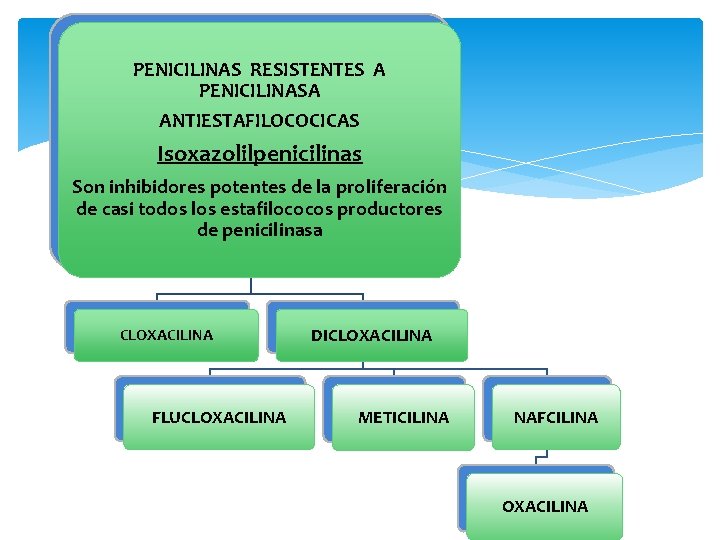 PENICILINAS RESISTENTES A PENICILINASA ANTIESTAFILOCOCICAS Isoxazolilpenicilinas Son inhibidores potentes de la proliferación de casi