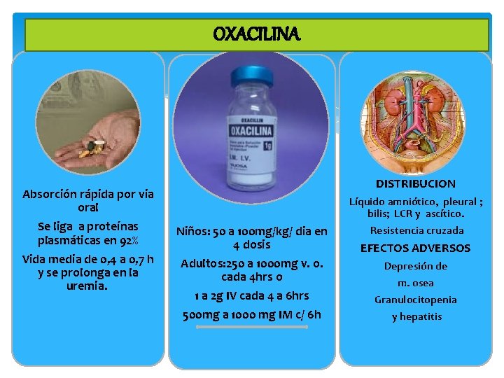 OXACILINA DISTRIBUCION Absorción rápida por via oral Se liga a proteínas plasmáticas en 92%