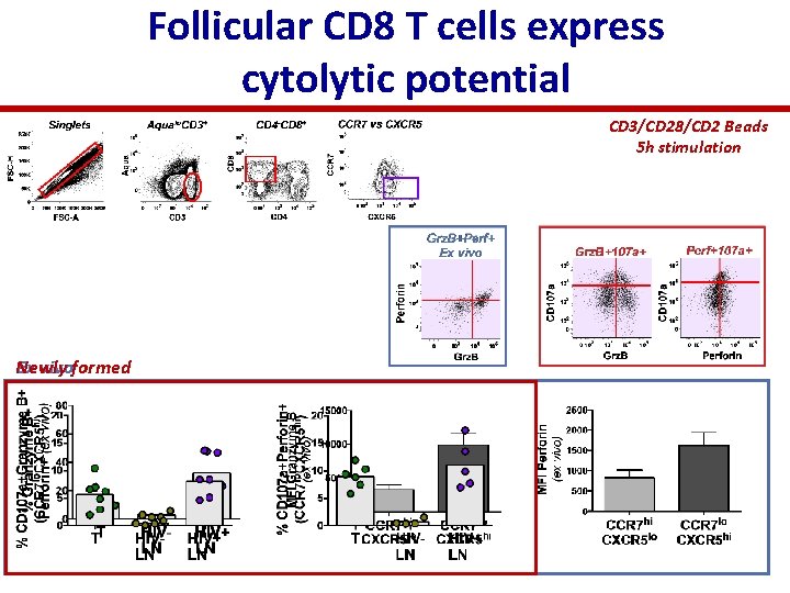 Follicular CD 8 T cells express cytolytic potential CD 3/CD 28/CD 2 Beads 5