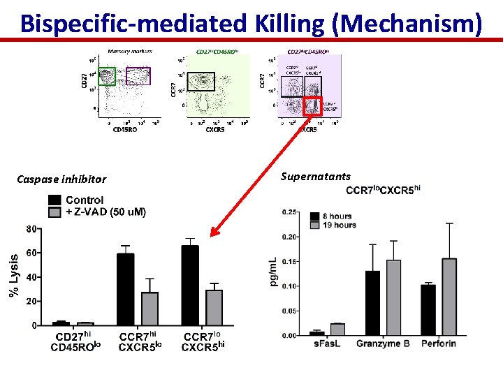 Bispecific-mediated Killing (Mechanism) Caspase inhibitor Supernatants 