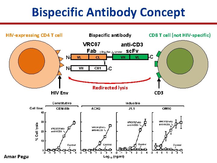 Bispecific Antibody Concept HIV-expressing CD 4 T cell Bispecific antibody CD 8 T cell