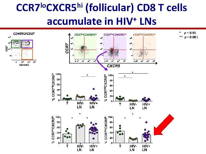 CCR 7 lo. CXCR 5 hi (follicular) CD 8 T cells accumulate in HIV+