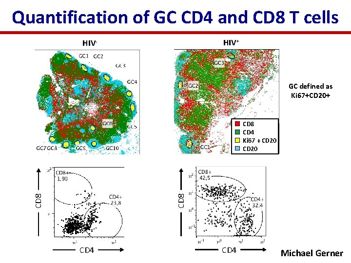 Quantification of GC CD 4 and CD 8 T cells HIV+ HIV- GC defined