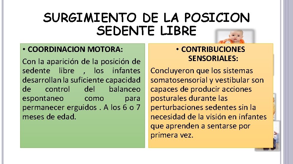 SURGIMIENTO DE LA POSICION SEDENTE LIBRE • COORDINACION MOTORA: Con la aparición de la