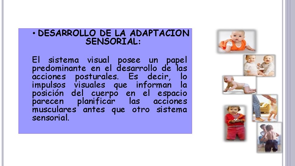  • DESARROLLO DE LA ADAPTACION SENSORIAL: El sistema visual posee un papel predominante