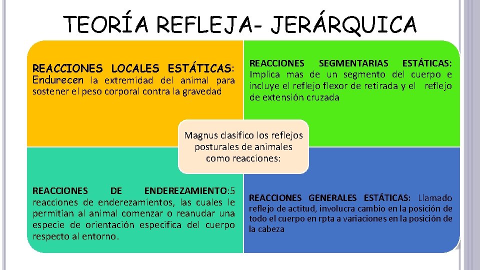 TEORÍA REFLEJA- JERÁRQUICA REACCIONES LOCALES ESTÁTICAS: Endurecen la extremidad del animal para sostener el