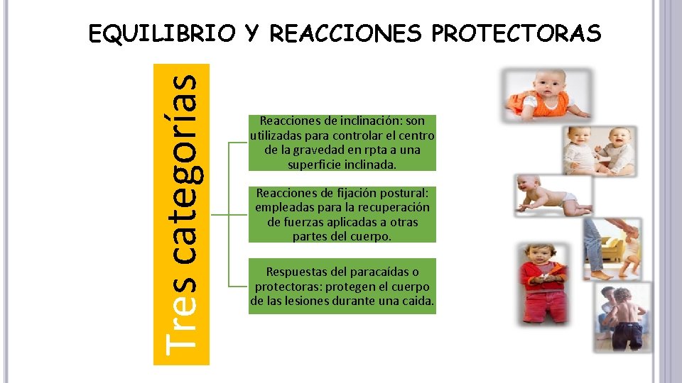 Tres categorías EQUILIBRIO Y REACCIONES PROTECTORAS Reacciones de inclinación: son utilizadas para controlar el