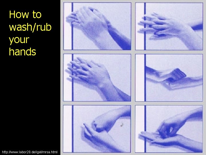 How to wash/rub your hands http: //www. labor 28. de/igel/mrsa. html 