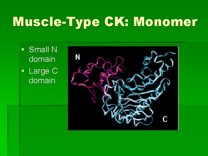 Muscle-Type CK: Monomer § Small N domain § Large C domain 