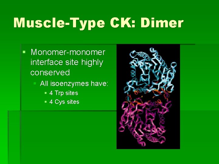 Muscle-Type CK: Dimer § Monomer-monomer interface site highly conserved § All isoenzymes have: §