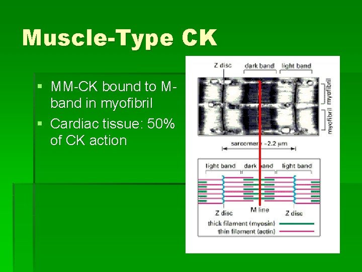 Muscle-Type CK § MM-CK bound to Mband in myofibril § Cardiac tissue: 50% of