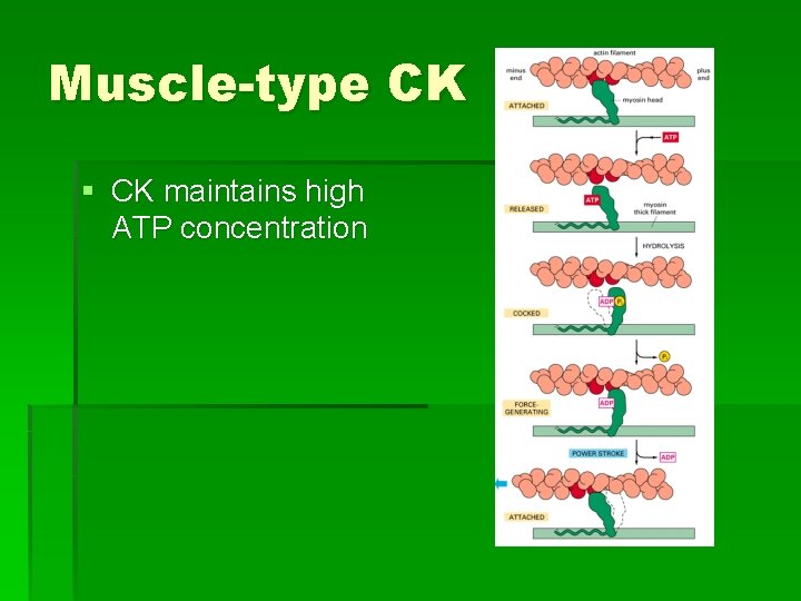 Muscle-type CK § CK maintains high ATP concentration 