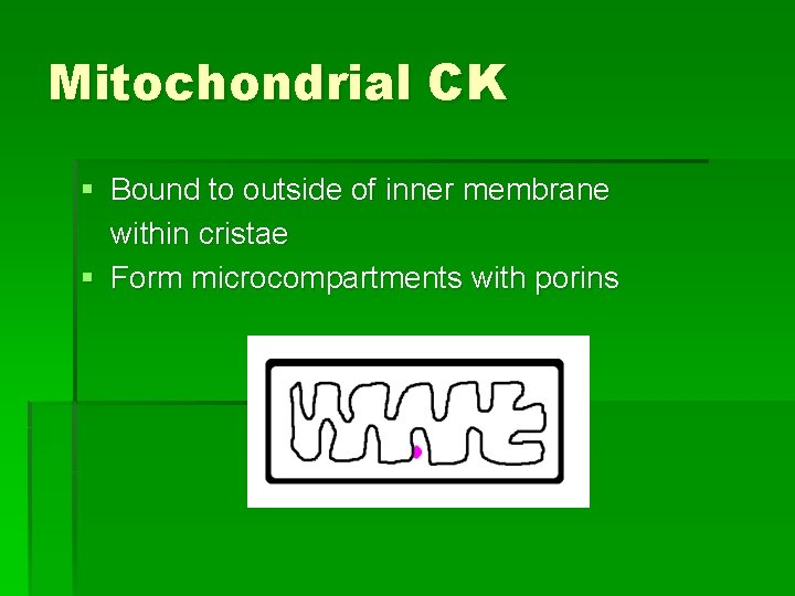 Mitochondrial CK § Bound to outside of inner membrane within cristae § Form microcompartments