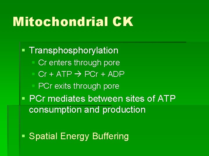 Mitochondrial CK § Transphorylation § Cr enters through pore § Cr + ATP PCr