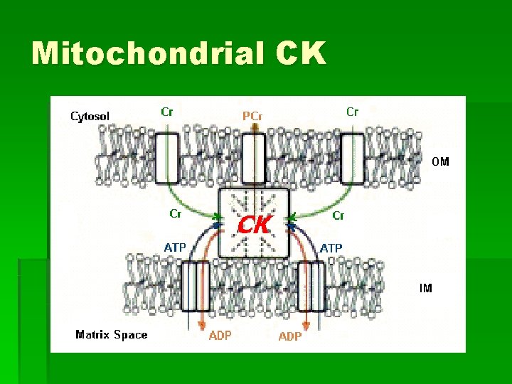 Mitochondrial CK 