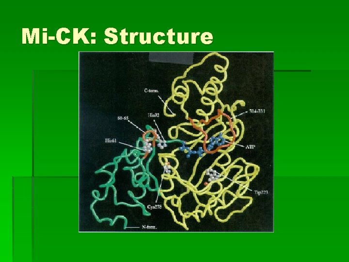 Mi-CK: Structure 