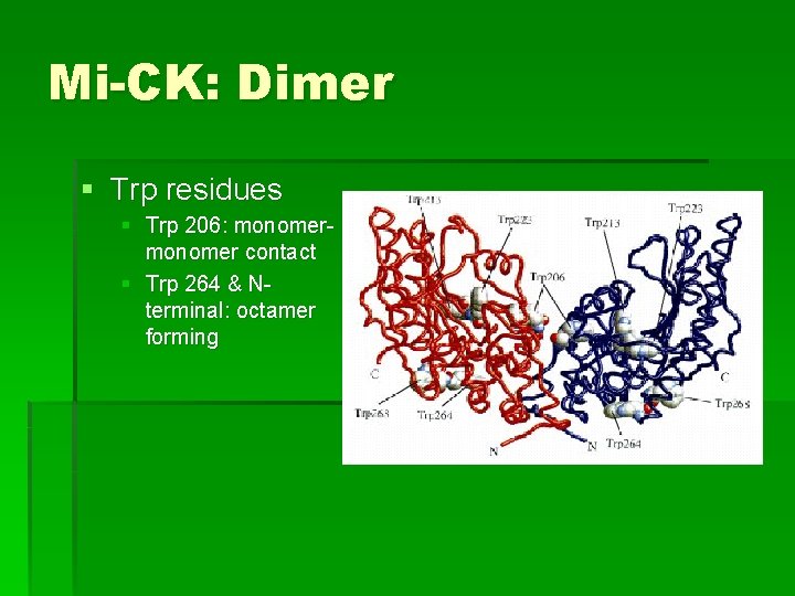 Mi-CK: Dimer § Trp residues § Trp 206: monomer contact § Trp 264 &