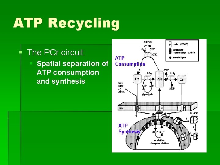 ATP Recycling § The PCr circuit: § Spatial separation of ATP consumption and synthesis