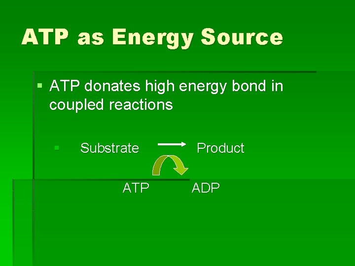 ATP as Energy Source § ATP donates high energy bond in coupled reactions §