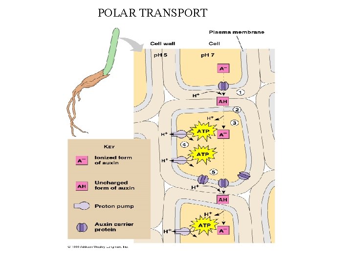 POLAR TRANSPORT 