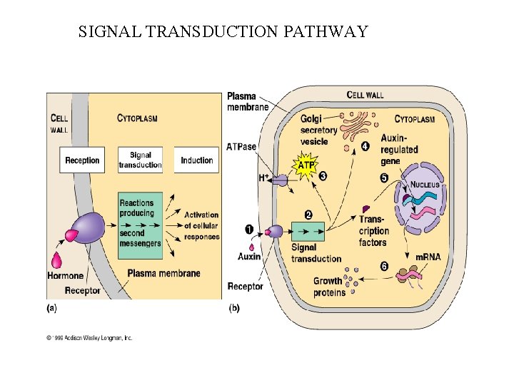 SIGNAL TRANSDUCTION PATHWAY 