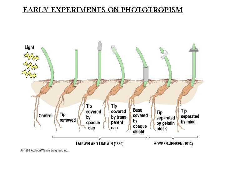 EARLY EXPERIMENTS ON PHOTOTROPISM 