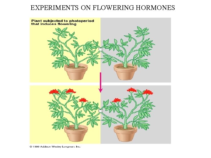EXPERIMENTS ON FLOWERING HORMONES 