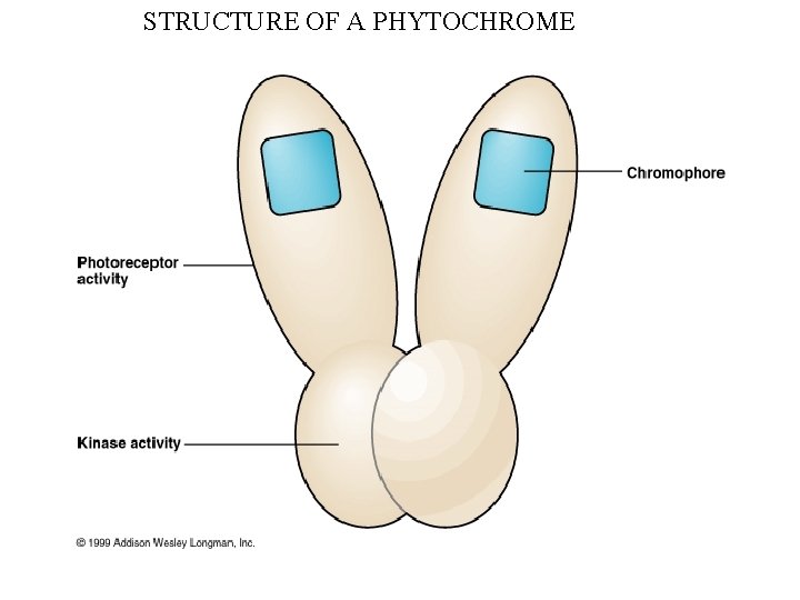 STRUCTURE OF A PHYTOCHROME 