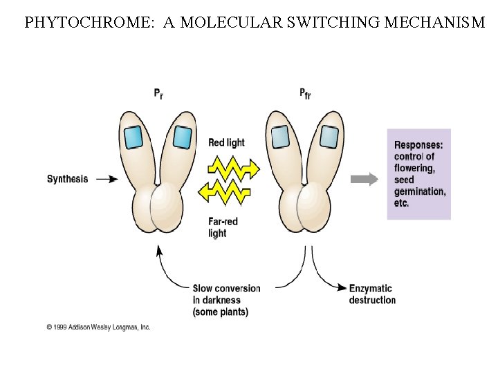 PHYTOCHROME: A MOLECULAR SWITCHING MECHANISM 