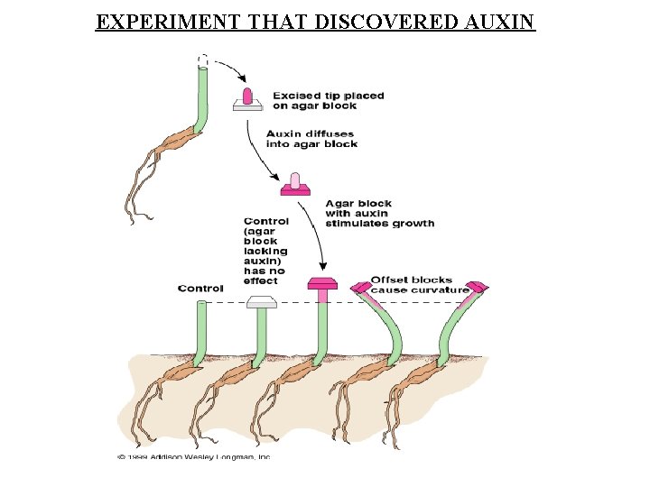 EXPERIMENT THAT DISCOVERED AUXIN 