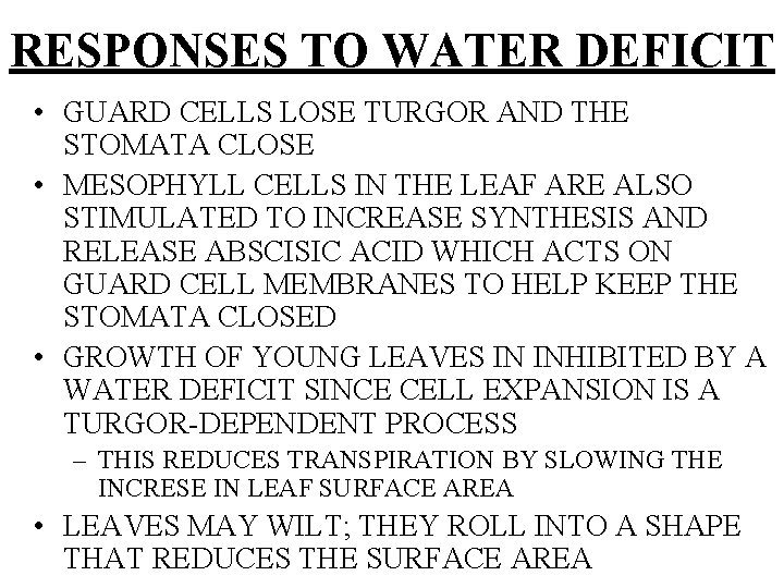 RESPONSES TO WATER DEFICIT • GUARD CELLS LOSE TURGOR AND THE STOMATA CLOSE •