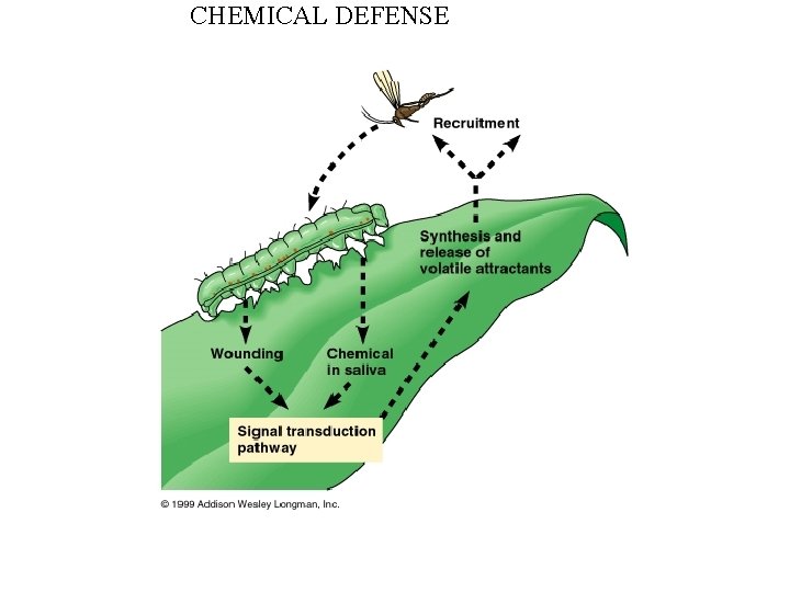 CHEMICAL DEFENSE 