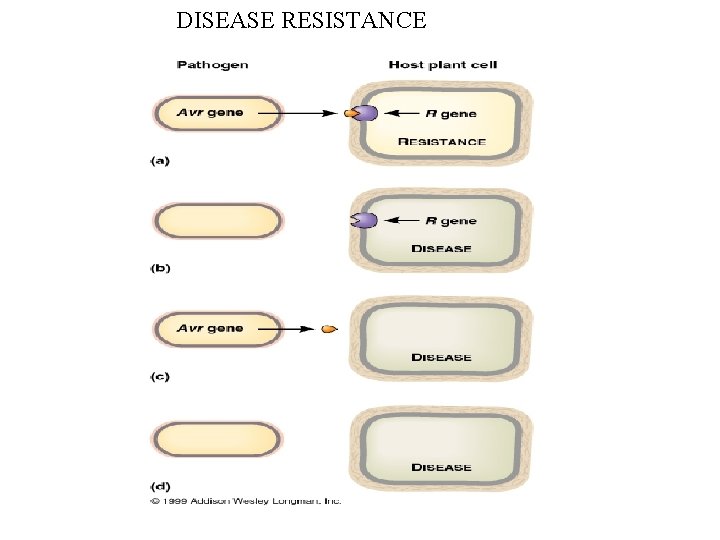 DISEASE RESISTANCE 