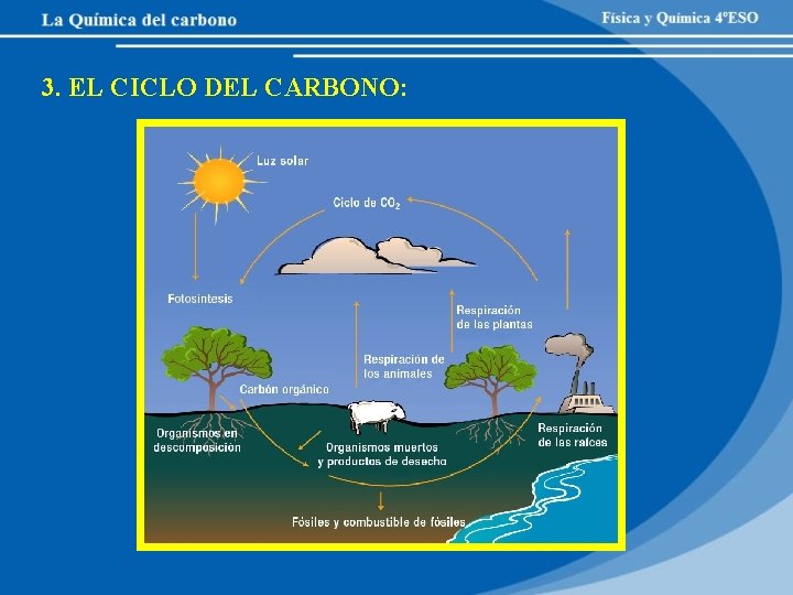 3. EL CICLO DEL CARBONO: 