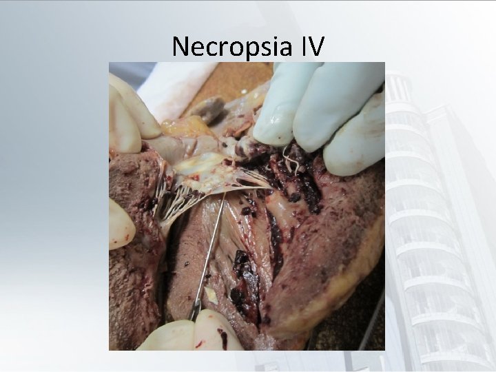 Necropsia IV 