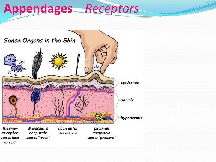 Appendages Receptors 