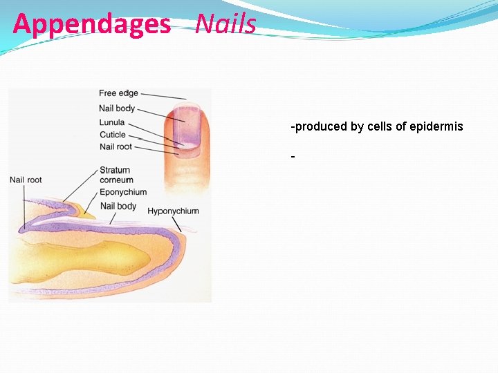 Appendages Nails -produced by cells of epidermis - 