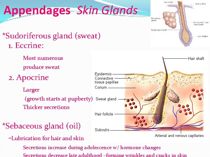 Appendages Skin Glands *Sudoriferous gland (sweat) 1. Eccrine: Most numerous produce sweat 2. Apocrine