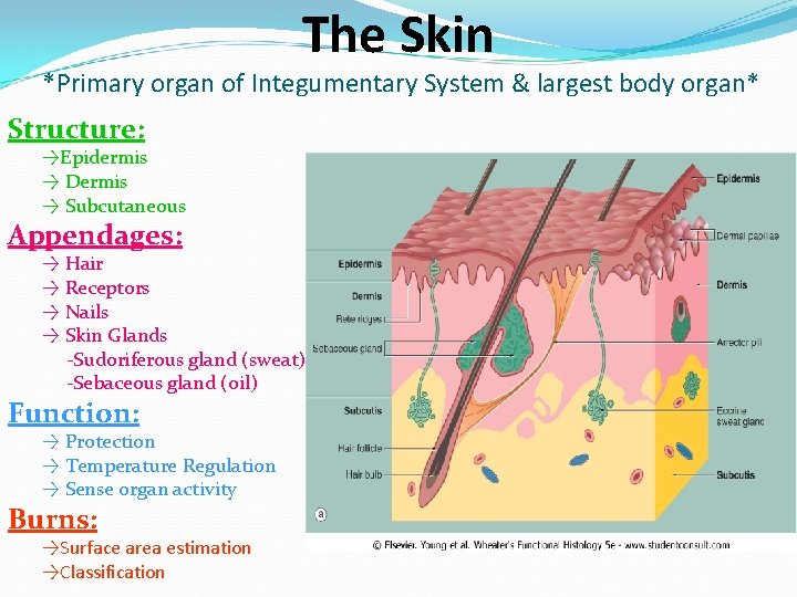 The Skin *Primary organ of Integumentary System & largest body organ* Structure: →Epidermis →
