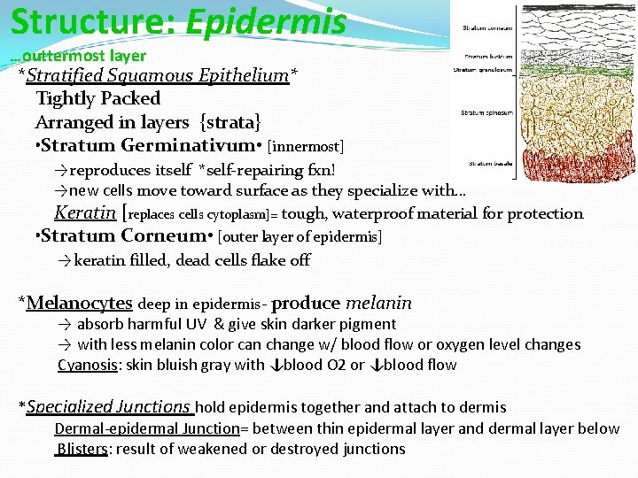 Structure: Epidermis …outtermost layer *Stratified Squamous Epithelium* Tightly Packed Arranged in layers {strata} •