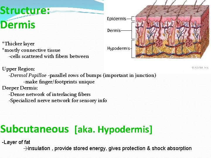 Structure: Dermis *Thicker layer *mostly connective tissue -cells scattered with fibers between Upper Region: