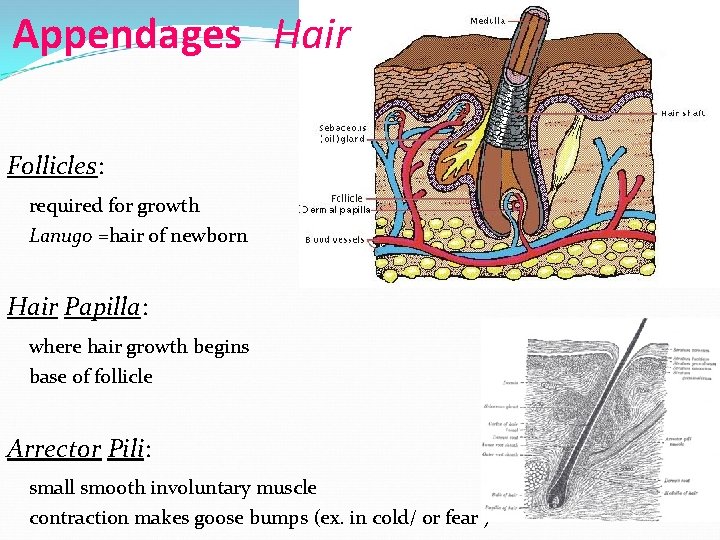 Appendages Hair Follicles: required for growth Lanugo =hair of newborn Hair Papilla: where hair