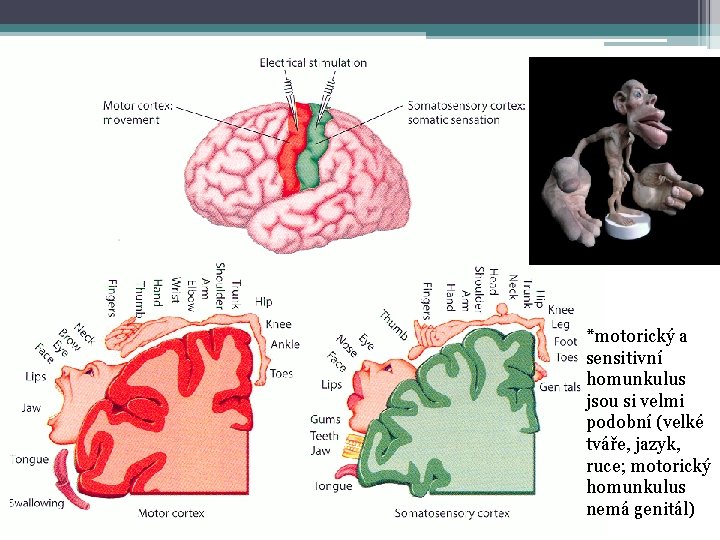 *motorický a sensitivní homunkulus jsou si velmi podobní (velké tváře, jazyk, ruce; motorický homunkulus