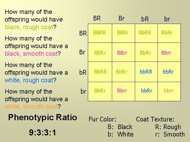How many of the offspring would have black, rough coat? How many of the