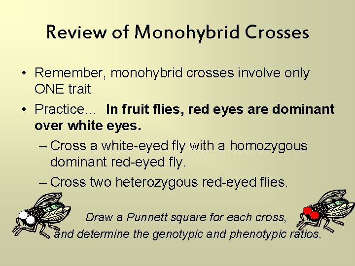 Review of Monohybrid Crosses • Remember, monohybrid crosses involve only ONE trait • Practice…