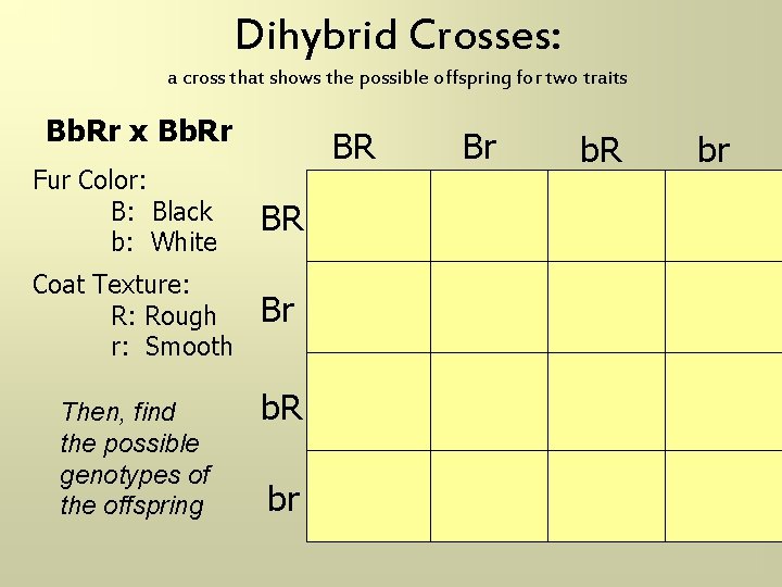 Dihybrid Crosses: a cross that shows the possible offspring for two traits Bb. Rr