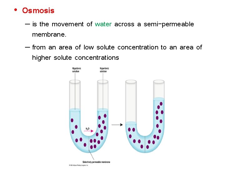  • Osmosis – is the movement of water across a semi-permeable membrane. –