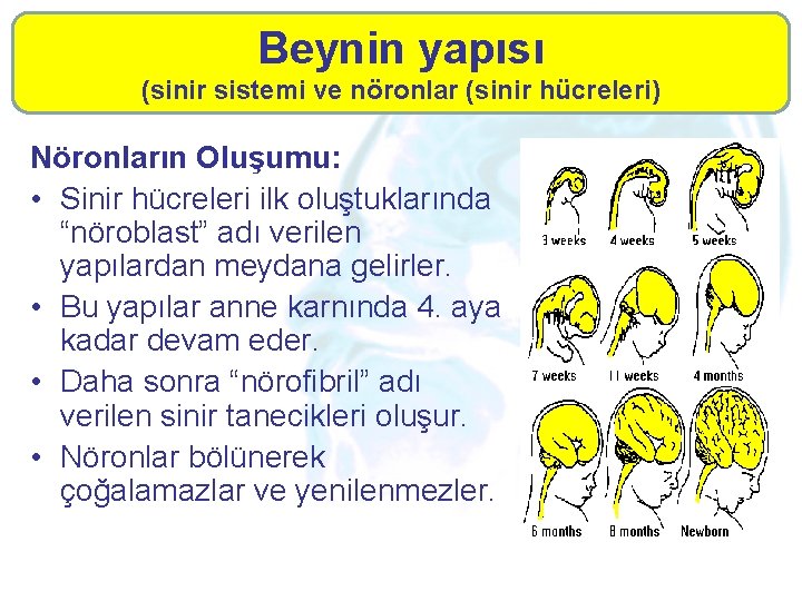 Beynin yapısı (sinir sistemi ve nöronlar (sinir hücreleri) Nöronların Oluşumu: • Sinir hücreleri ilk